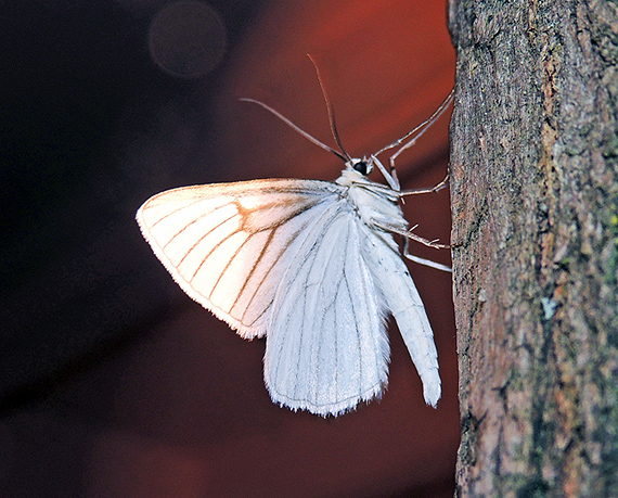 Siona lineata Geometridae